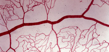 comment renforcer les vaisseaux sanguins