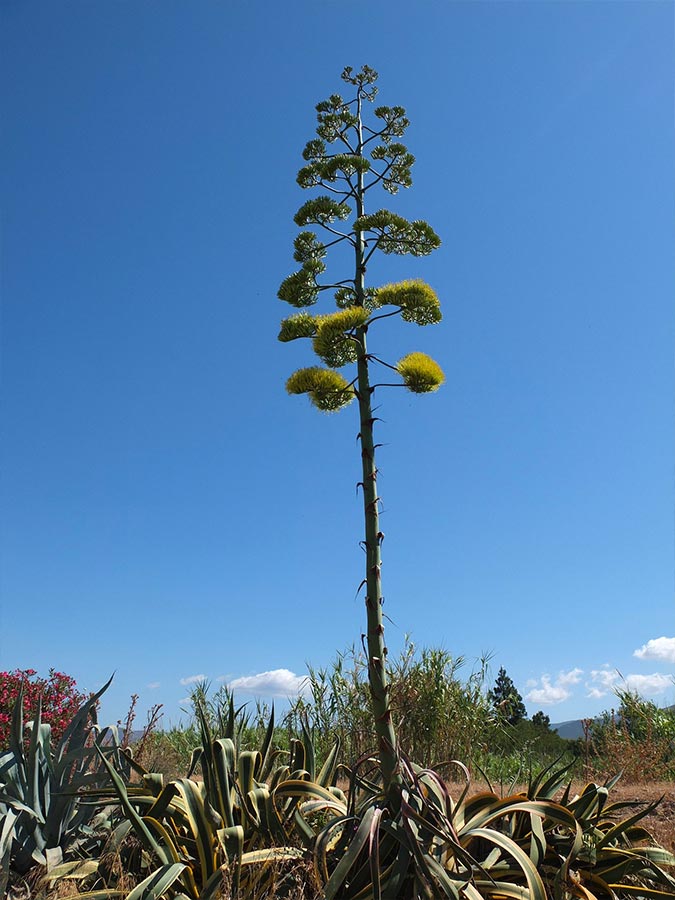 Floraison Agave americana | Aloe Magazine