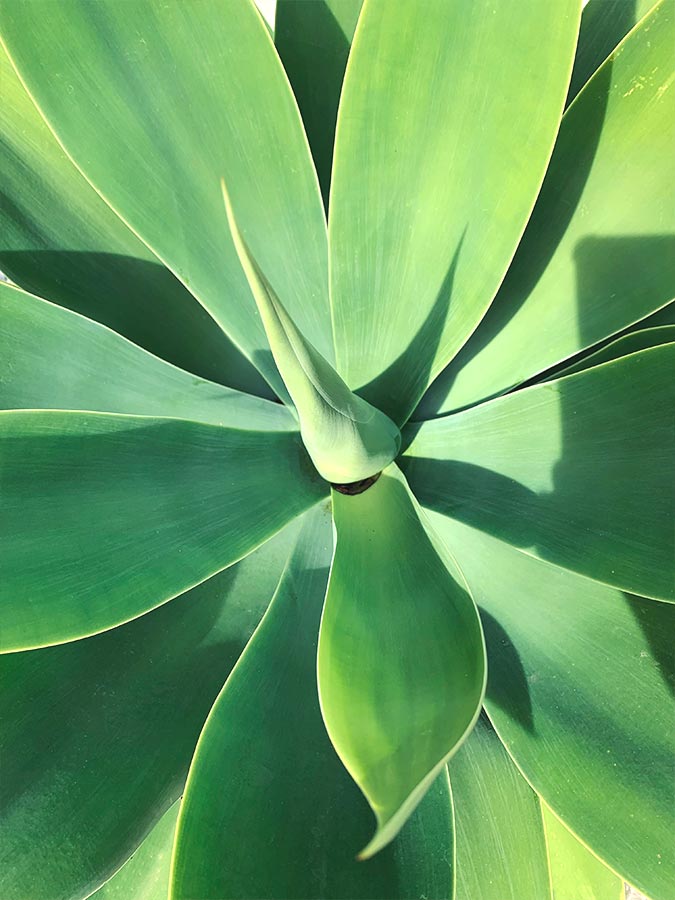 Agave attenuata plante | Aloe Magazine