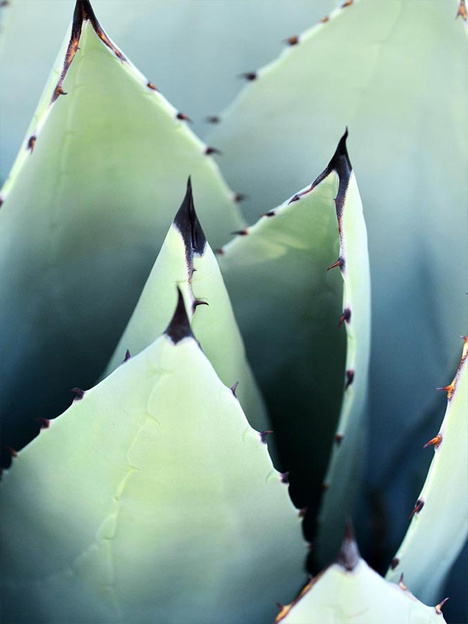 Agave pointe gros plan | Aloe Magazine