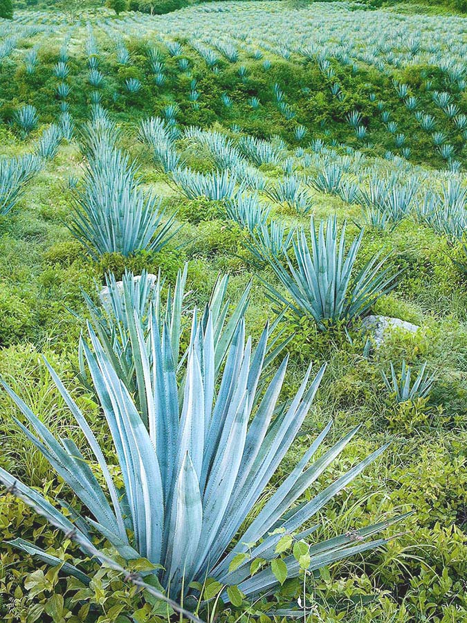 Agave tequilana champ | Aloe Magazine