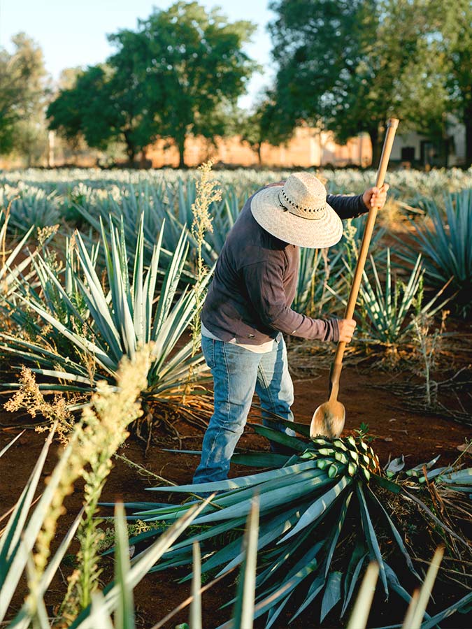 Agave tequilana coupe | Aloe Magazine