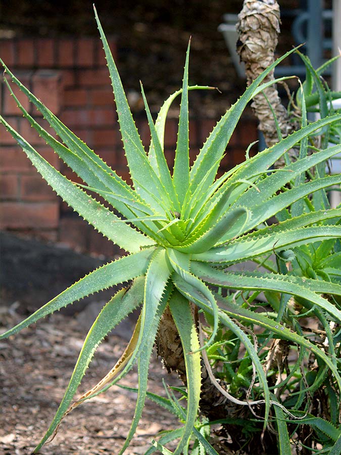 Aloe arborescens | Aloe Magazine