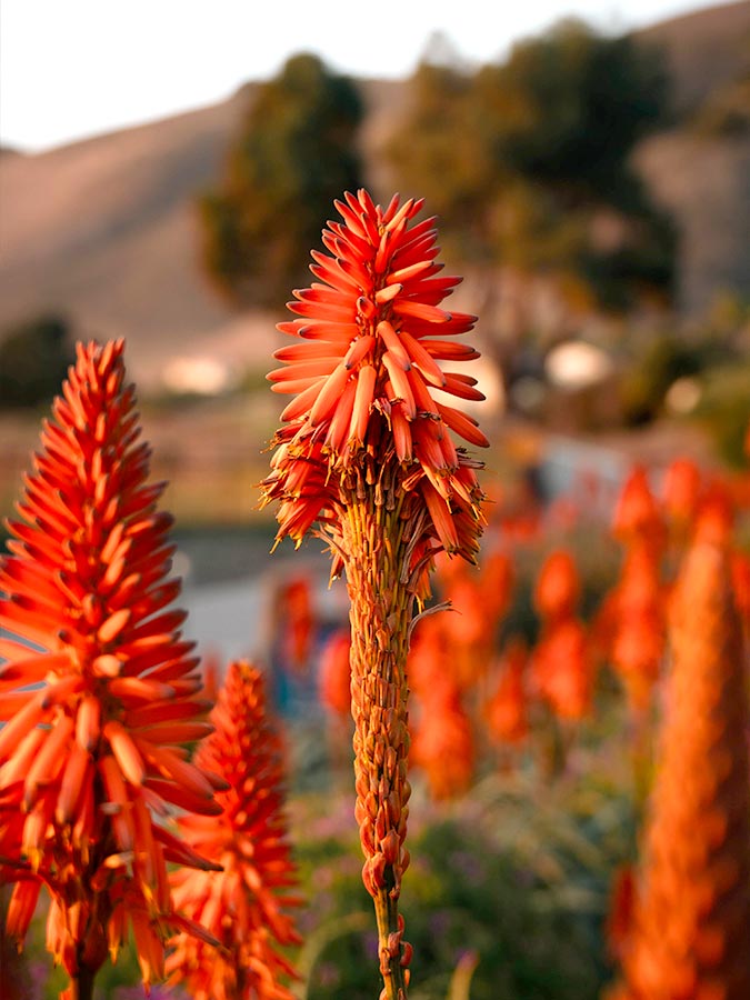 Floraison Aloe arborescens | Aloe Magazine