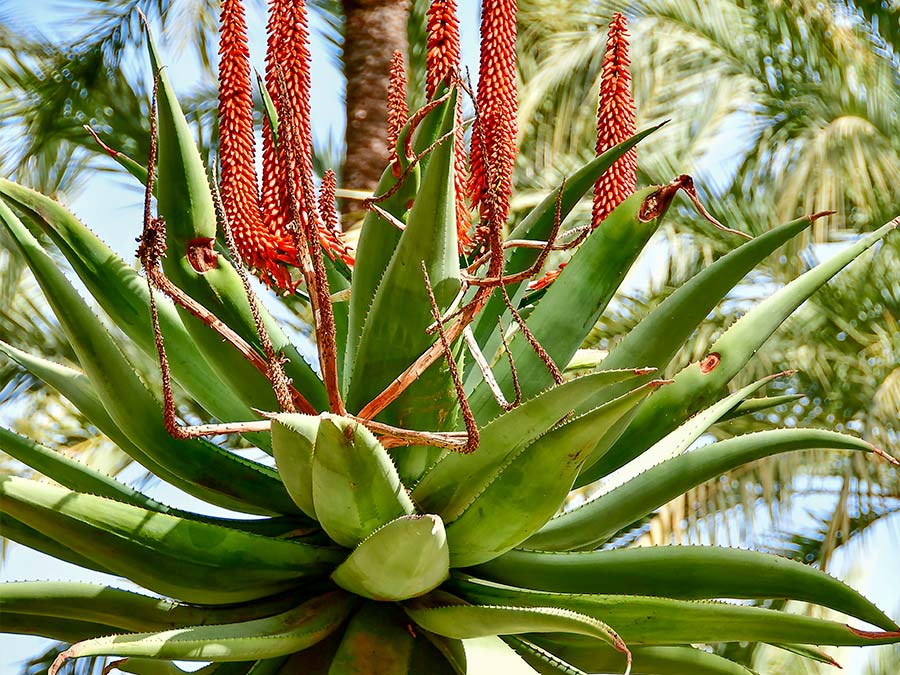 Aloe ferox en fleur | Aloe Magazine