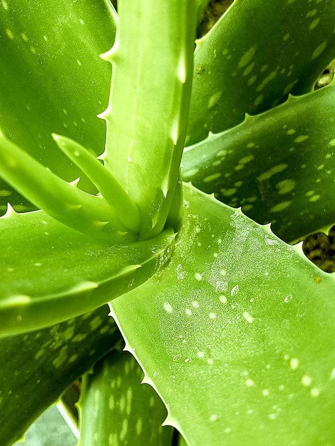Aloe vera centre de la plante | Aloe Magazine