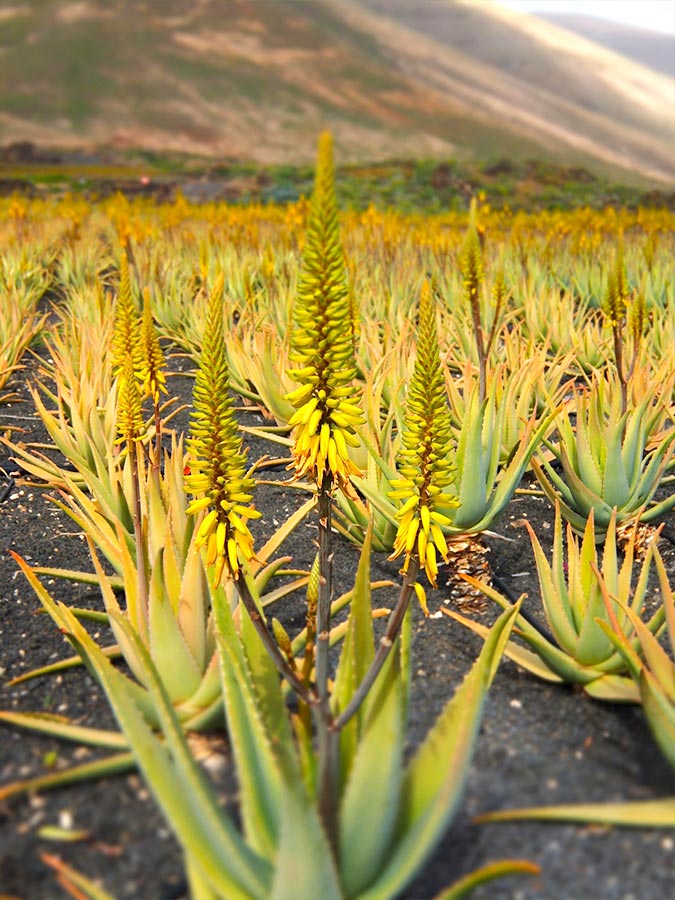 Floraison Aloe vera | Aloe Magazine