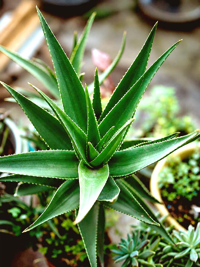 Aloès plante famille | Aloe Magazine