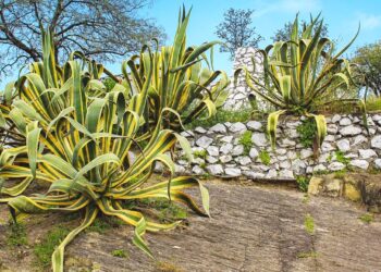 Différence entre Agave et Aloe Vera : comment les reconnaître | Aloe Magazine