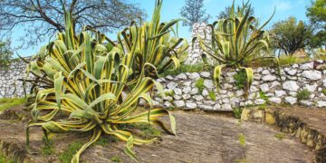 Différence entre Agave et Aloe Vera : comment les reconnaître | Aloe Magazine