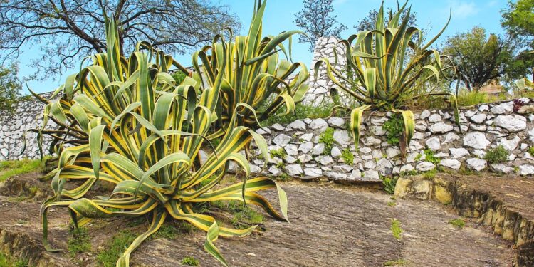 Différence entre Agave et Aloe Vera : comment les reconnaître | Aloe Magazine