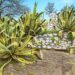 Différence entre Agave et Aloe Vera : comment les reconnaître | Aloe Magazine