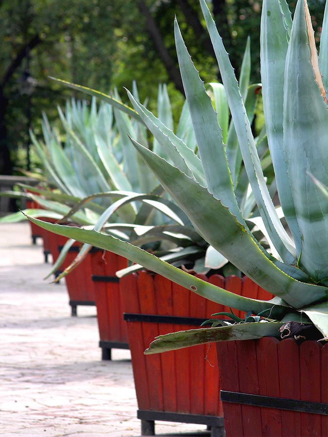 Agave Aloe vera différence | Aloe Magazine