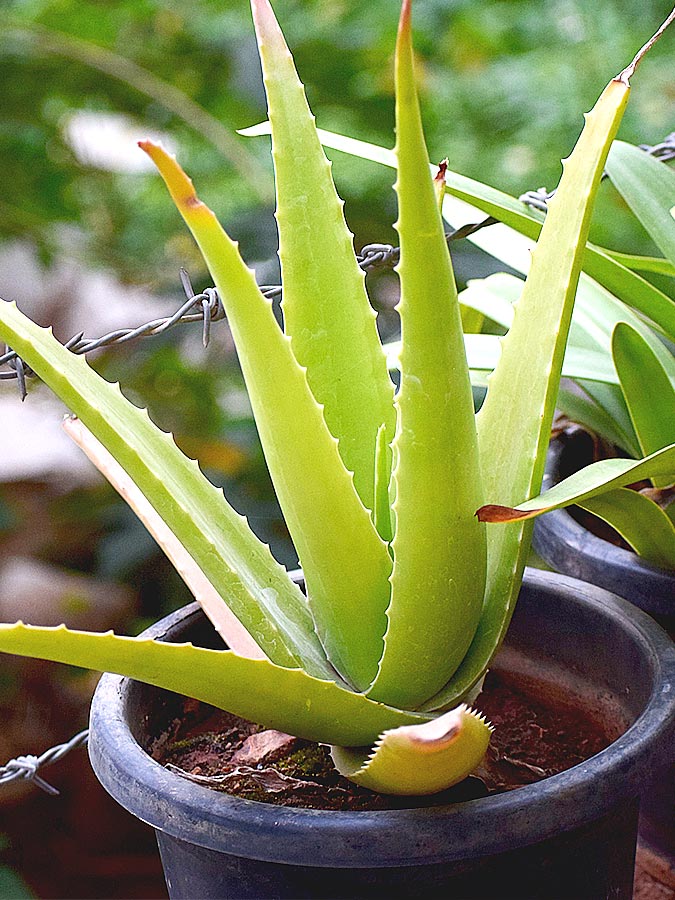 Aloe vera Agave différence | Aloe Magazine
