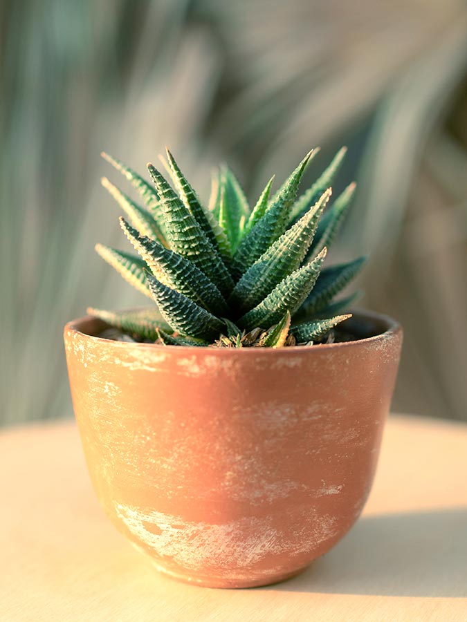 Haworthia, plante succulente | Aloe Magazine