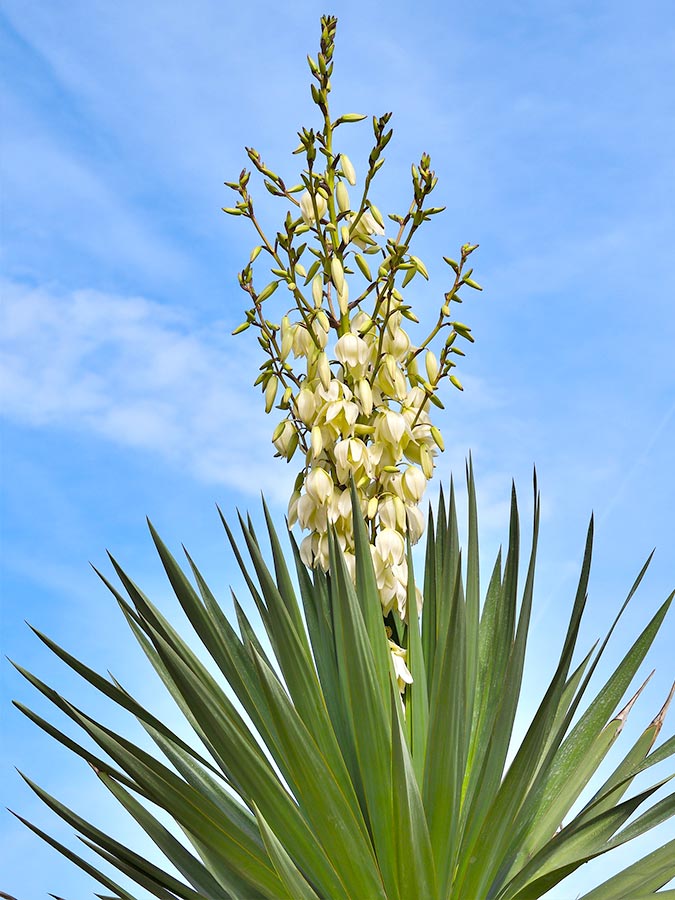 Floraison Yucca | Aloe Magazine