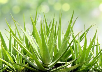 Aloe vera description et usage universel | Aloe Magazine