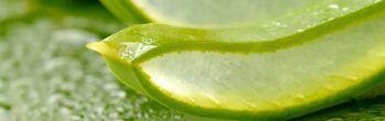 Pourquoi l'Aloe vera nous fait du bien ?
