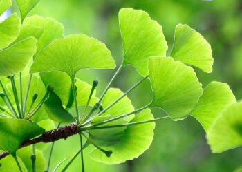Ginkgo biloba bienfaits : la plante jeunesse par excellence ! Des similitudes avec l'aloe vera | Aloe Magazine