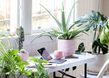 Je vous dévoile tout ! Mon parcours avec l'aloe vera : une histoire « à cœur ouvert » | Aloe Magazine