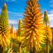 Aloe vera fleur | Aloe Magazine