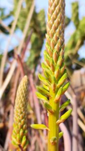 Aloe vera fleurs jaunes fermées | Aloe Magazine