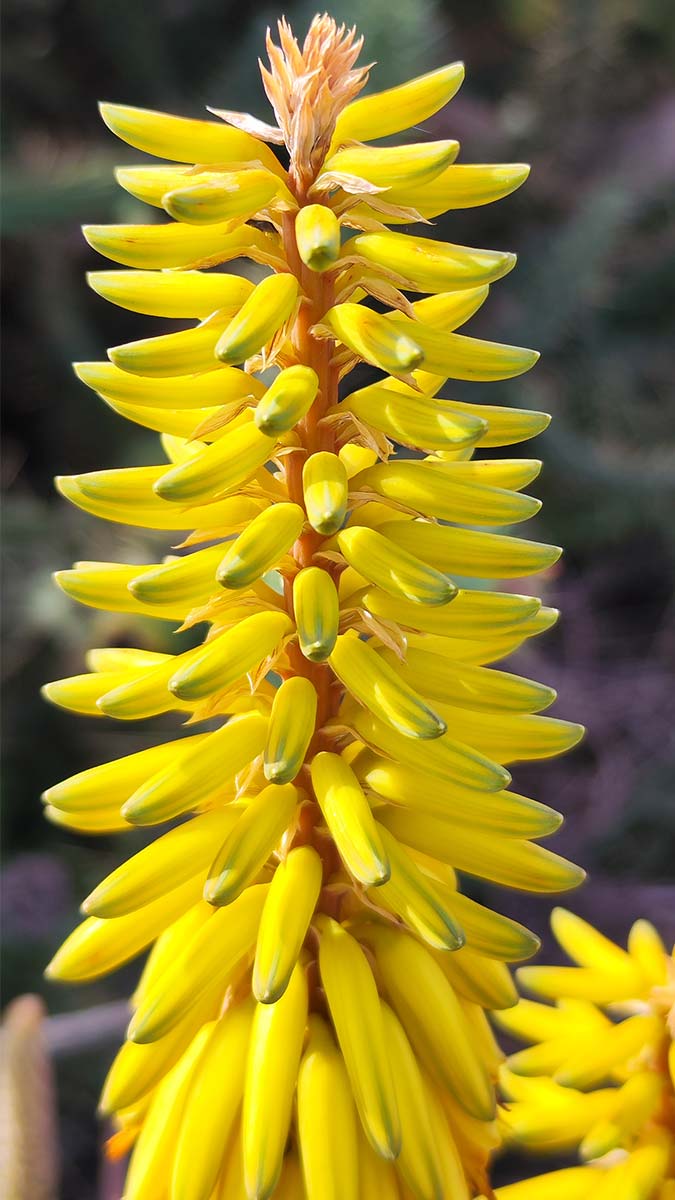 Aloe vera fleurs jaunes ouvertes | Aloe Magazine