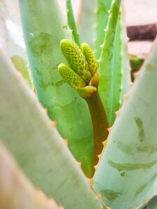 Aloe vera début floraison | Aloe Magazine