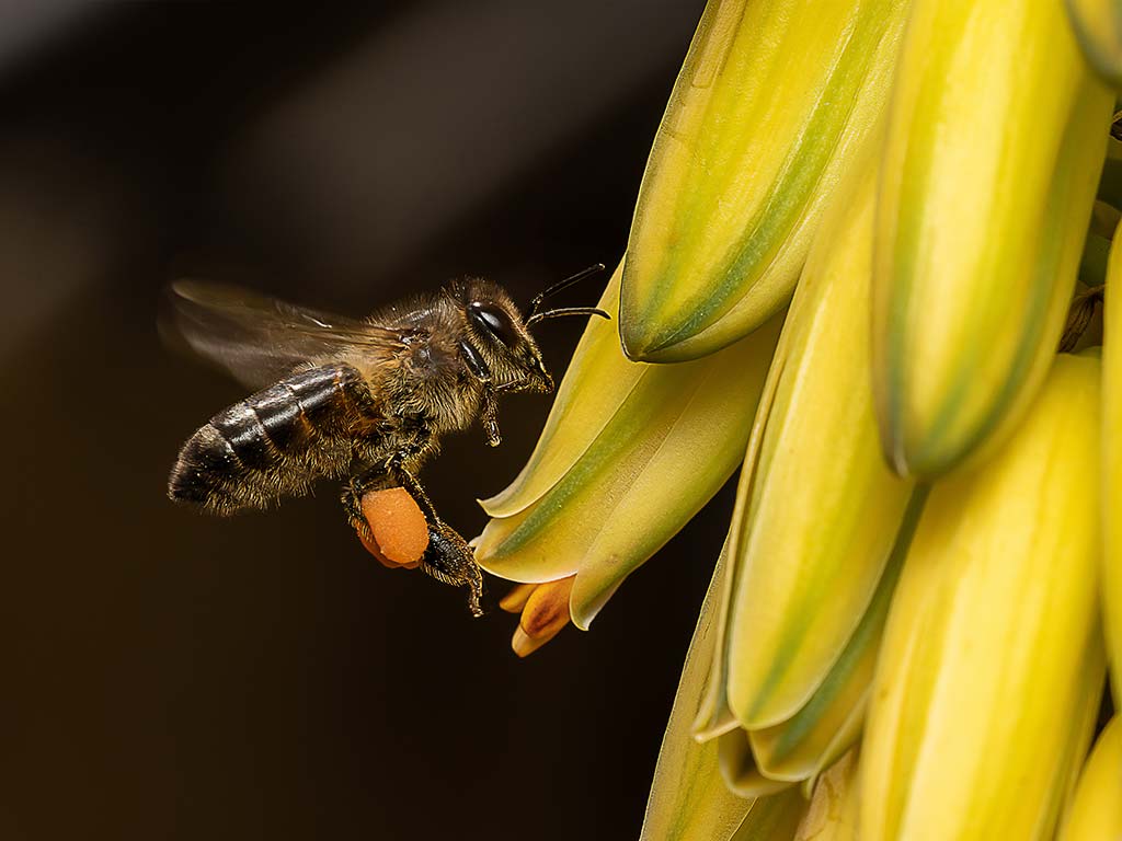 La fleur d’aloe vera est-elle comestible ? Aloe Magazine