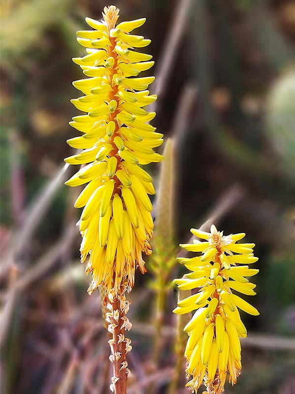 Fleurs jaunes aloe vera | Aloe Magazine