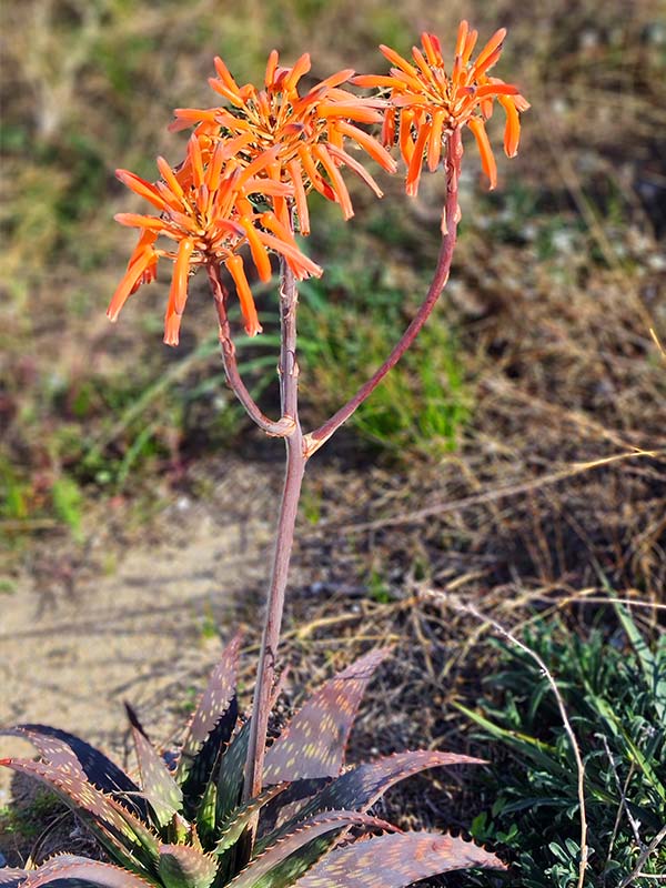 Fleurs orange aloe maculata | Aloe Magazine