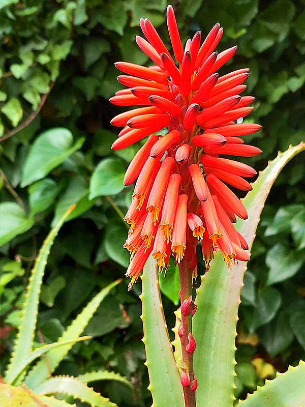 Fleurs rouges aloe arborescens | Aloe Magazine